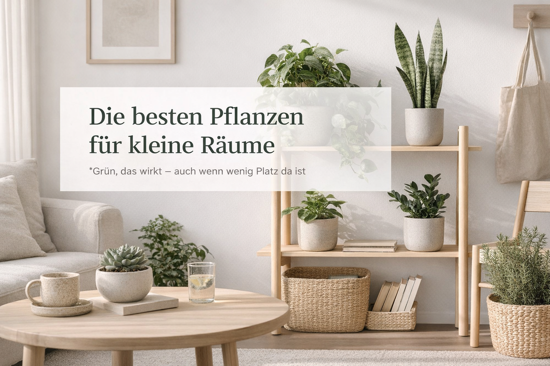 die besten pflanzen für kleine räume