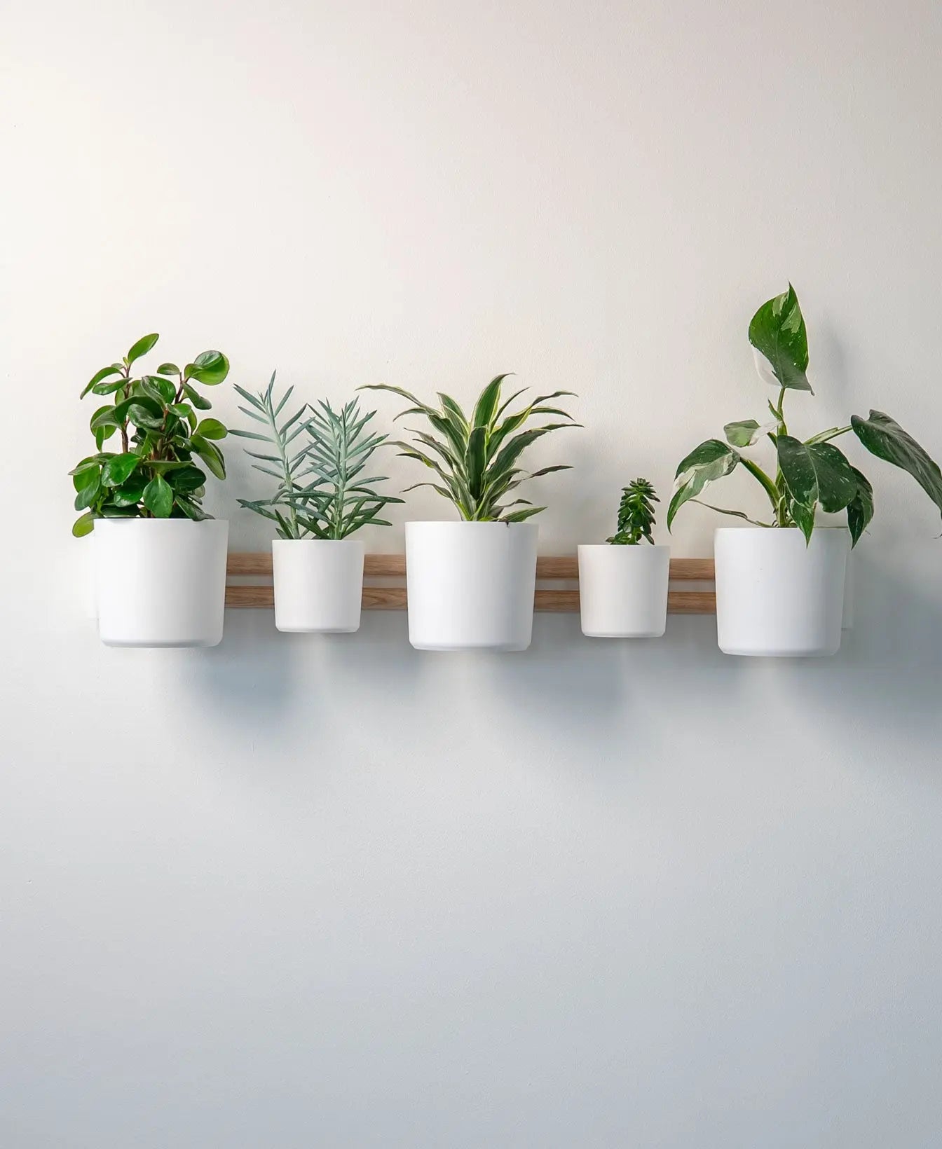 Weisse modulare Wandhalterung für Pflanzen mit horizontaler Design-Schiene und mehreren Wandpflanzgefässen für Zimmerpflanzen im Innenbereich.