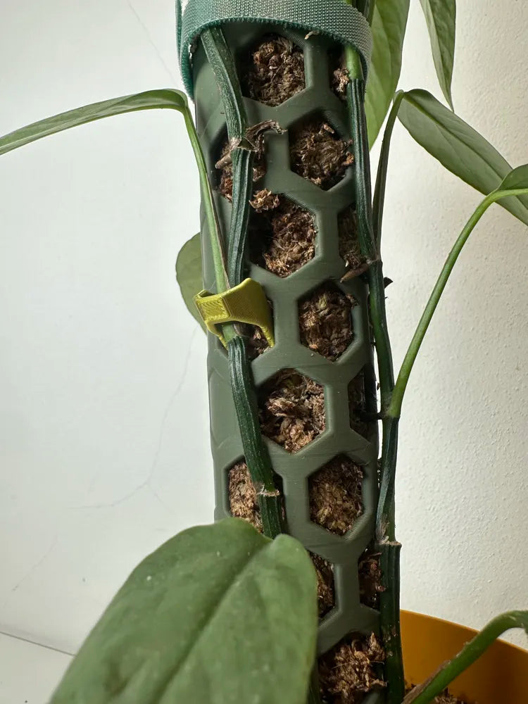 Detailaufnahme einer Monstera-Pflanze an einer olivgrünen Pflanzenstütze mit Wabenstruktur und Moosfüllung. Die Rankhilfe unterstützt das natürliche Wachstum von Kletterpflanzen und sorgt für stabilen Halt der Luftwurzeln und Triebe.